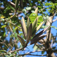 Spathodea campanulata P.Beauv.